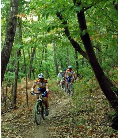 Daytona Business Collecchio